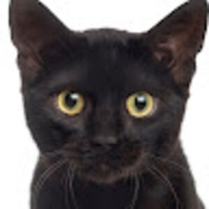 Meet your Posher, Kittykat